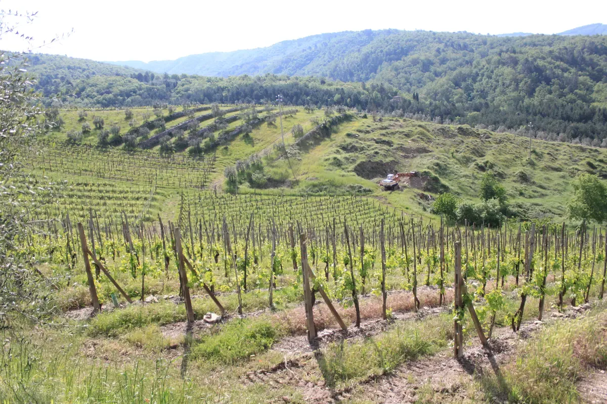 Rows of vines on the Chianti hills in Tuscany, seen on a Florence and Tuscany day trip from Rome
